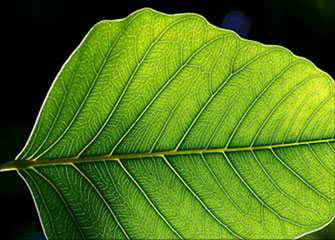 安卓ddos攻击工具